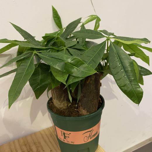 【绿植】土培发财树 商品图0