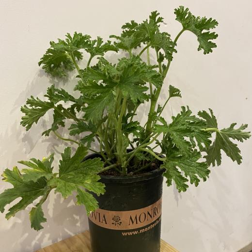 【绿植】驱蚊草 商品图2