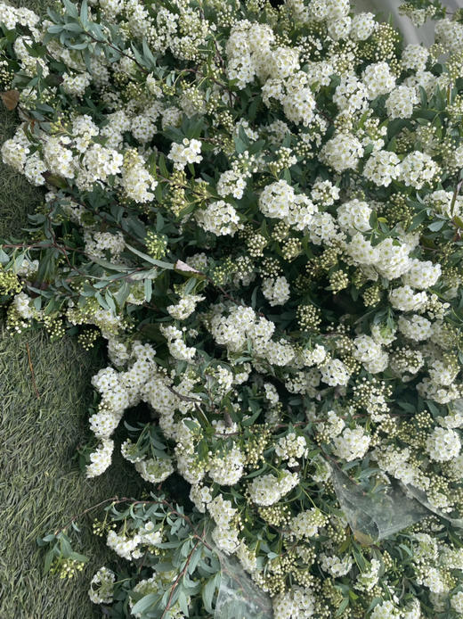 【春日仙子】小手球花 约1.2米 单瓣  若干枝/扎 商品图8