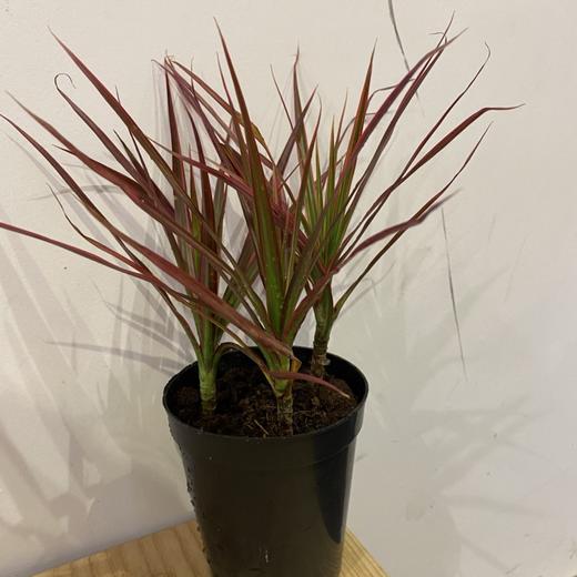 【绿植】七彩铁 商品图2