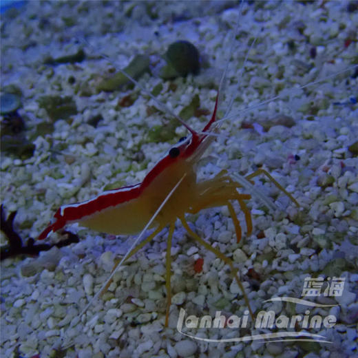 医生虾 商品图7