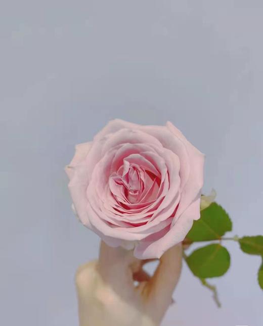 林奇玫瑰赫拉10支装70cm左右超长花期质量保证