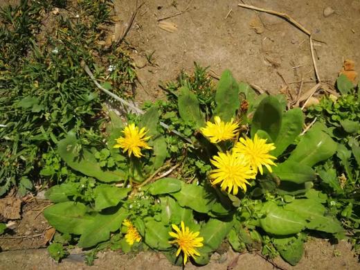 预售京西鲜野菜 商品图3