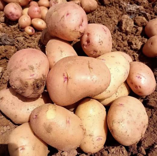 『云南高原红皮黄心小土豆』粉糯面甜、好吃又便宜、蒸煮炸炒、做薯条土豆泥等各种美食都超赞 商品图6