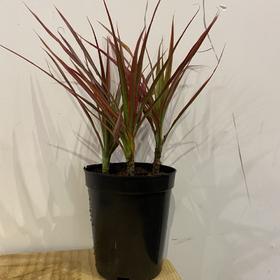 【绿植】七彩铁