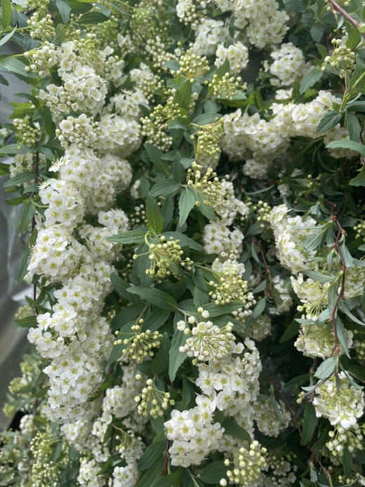 【春日仙子】小手球花 约1.2米 单瓣  若干枝/扎 商品图9