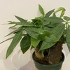 【绿植】土培发财树 商品缩略图1