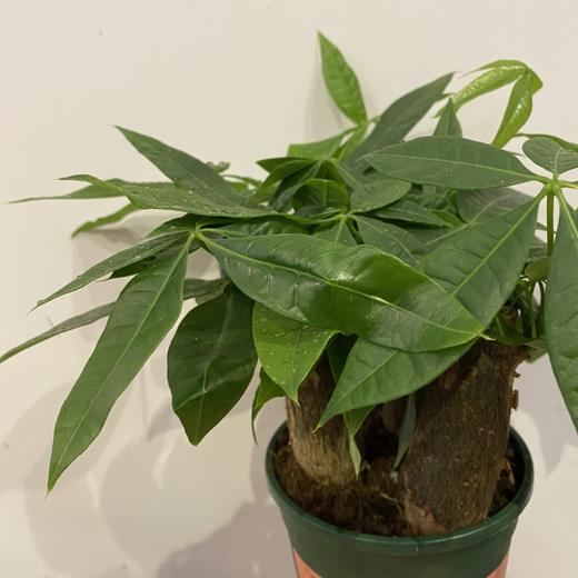 【绿植】土培发财树 商品图1