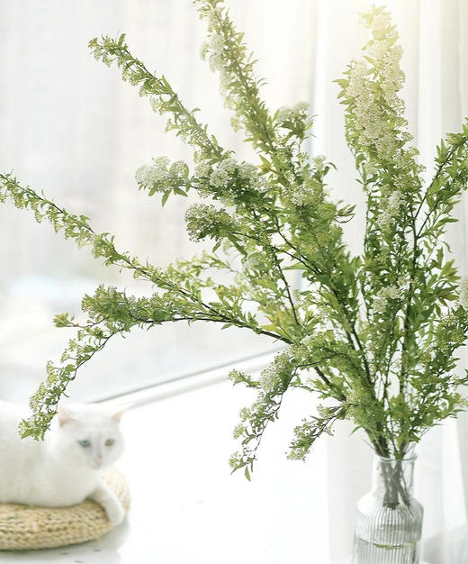 【春日仙子】小手球花 约1.2米 单瓣  若干枝/扎 商品图5