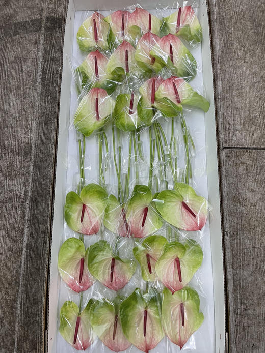 【绿光彩掌】蟠桃/赛菲拉  红间绿掌 商品图6