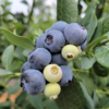【顺丰空运】云南高原露天蓝莓，爽口多汁，营养丰富、富含花青素及维生素，水灵饱满，多汁清甜 商品缩略图1