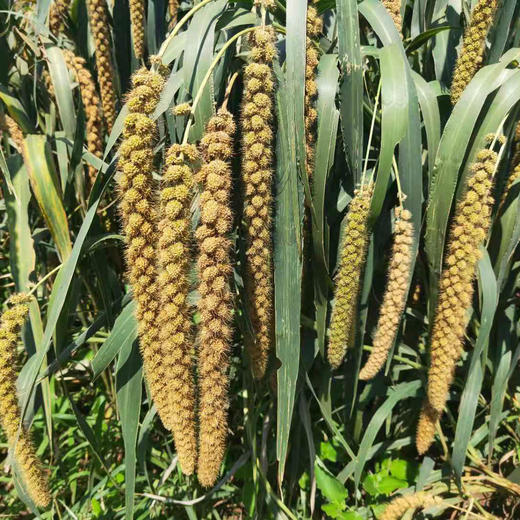 农家黄小米、今年新米，煮粥出油 商品图2