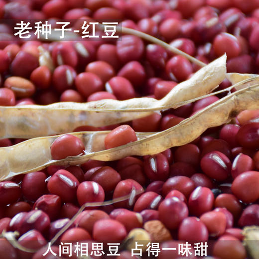 颗粒饱满 口感绵密 自然农法种植 红豆500g 商品图0