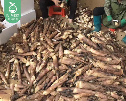 【当季鲜蔬】新鲜永安雷笋-去头带皮（1kg±100g/箱） 商品图2