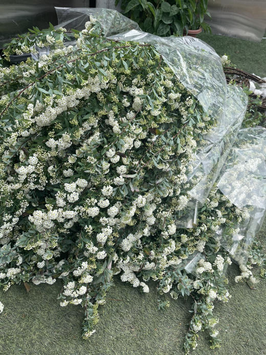 【春日仙子】小手球花 约1.2米 单瓣  若干枝/扎 商品图11