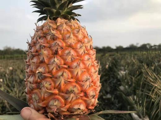 树上熟 金钻凤梨 不仅是甜 更有十足的香爽风味 |百里食 商品图0