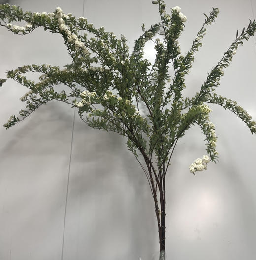 【春日仙子】小手球花 约1.2米 单瓣  若干枝/扎 商品图12