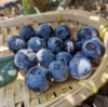 【顺丰空运】云南高原露天蓝莓，爽口多汁，营养丰富、富含花青素及维生素，水灵饱满，多汁清甜 商品缩略图0