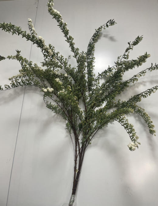 【春日仙子】小手球花 约1.2米 单瓣  若干枝/扎 商品图13