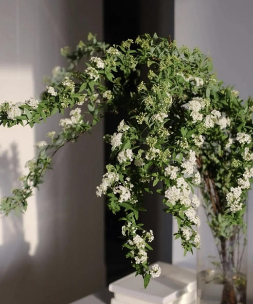 【春日仙子】小手球花 约1.2米 单瓣  若干枝/扎 商品图3