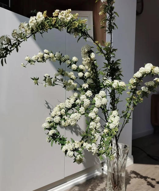 【春日仙子】小手球花 约1.2米 单瓣  若干枝/扎 商品图2