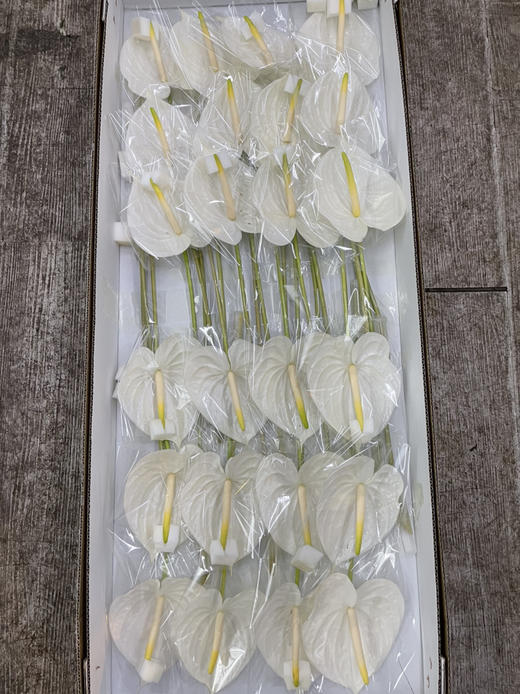 【绿光彩掌】天使  纯白掌 商品图4