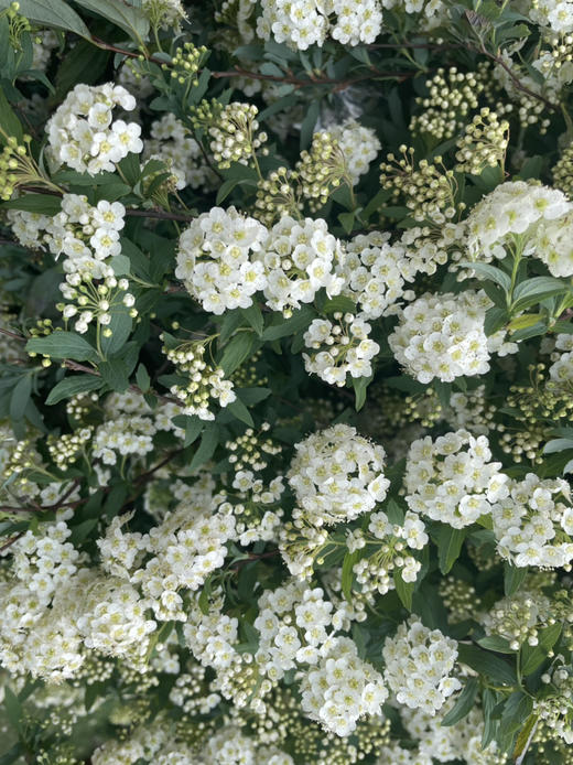 【春日仙子】小手球花 约1.2米 单瓣  若干枝/扎 商品图7