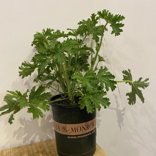 【绿植】驱蚊草 商品图0