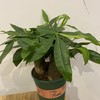 【绿植】土培发财树 商品缩略图2