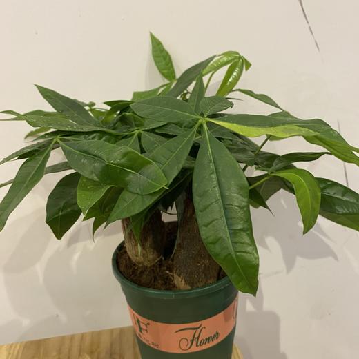 【绿植】土培发财树 商品图2