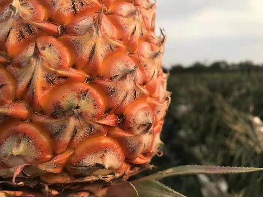 树上熟 金钻凤梨 不仅是甜 更有十足的香爽风味 |百里食 商品图5