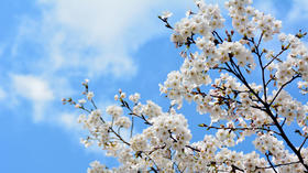 草木有趣 | 千树万树梨花开