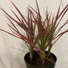 【绿植】七彩铁 商品缩略图1