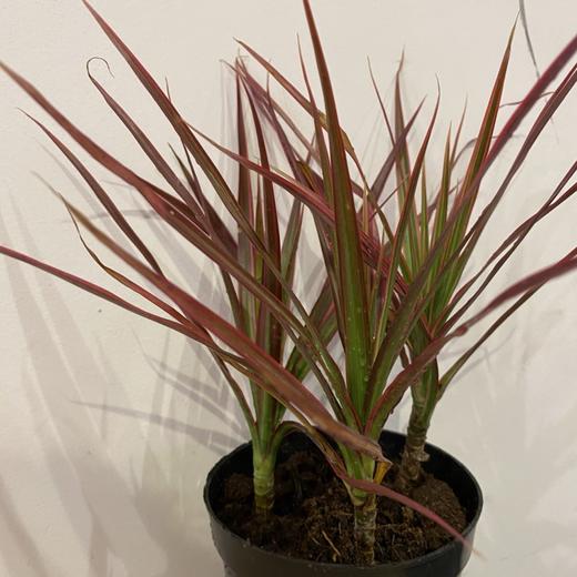 【绿植】七彩铁 商品图1