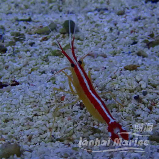 医生虾 商品图8