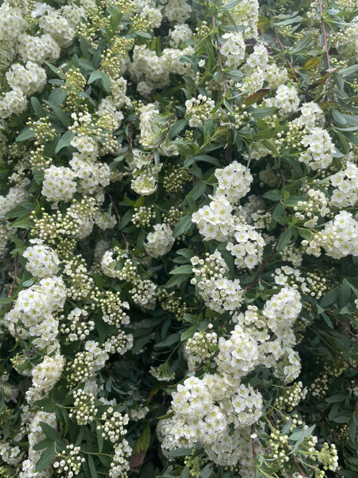 【春日仙子】小手球花 约1.2米 单瓣  若干枝/扎 商品图10