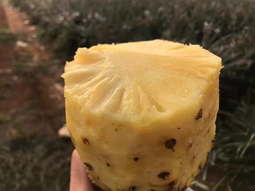 树上熟 金钻凤梨 不仅是甜 更有十足的香爽风味 |百里食 商品图7