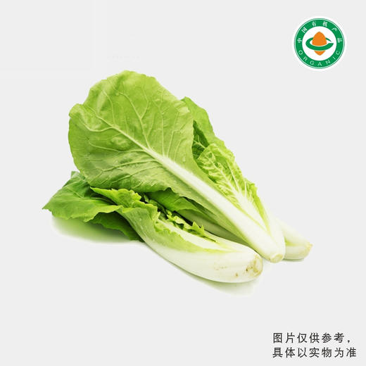 那云那南高原有机杭白菜 商品图0