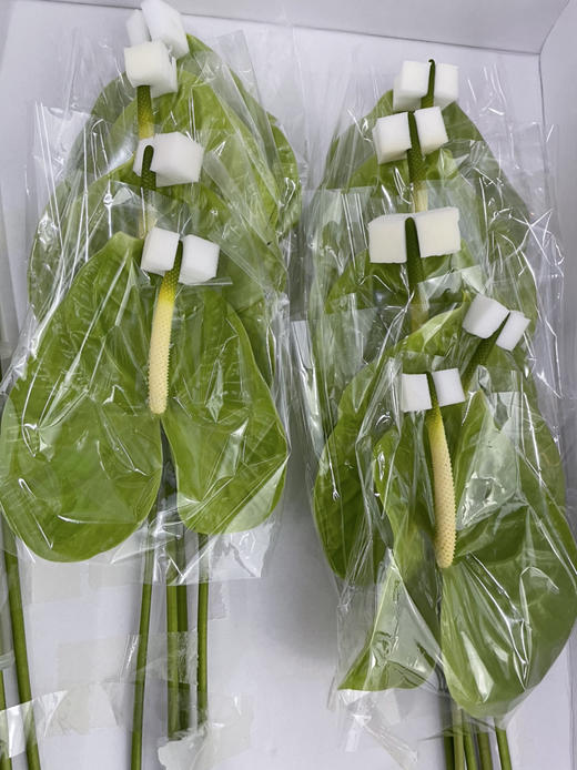 【绿光彩掌】米多蕊  绿掌 商品图4