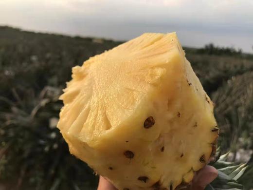 树上熟 金钻凤梨 不仅是甜 更有十足的香爽风味 |百里食 商品图6