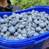 【顺丰空运】云南高原露天蓝莓，爽口多汁，营养丰富、富含花青素及维生素，水灵饱满，多汁清甜 商品缩略图4