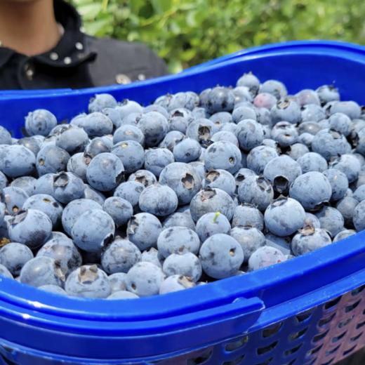 【顺丰空运】云南高原露天蓝莓，爽口多汁，营养丰富、富含花青素及维生素，水灵饱满，多汁清甜 商品图4