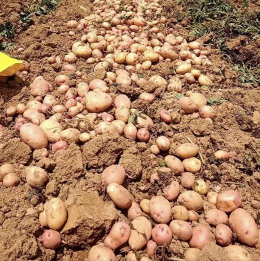 『云南高原红皮黄心小土豆』粉糯面甜、好吃又便宜、蒸煮炸炒、做薯条土豆泥等各种美食都超赞 商品图3