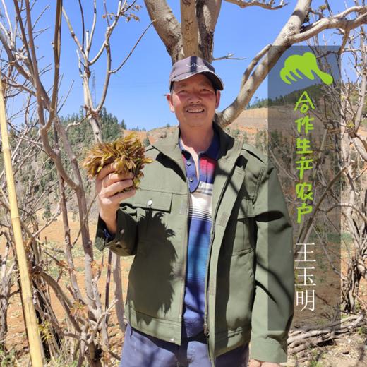 生态云南香椿 | 合作生产* Eco-cedrela sinensis |  Partner Production 商品图4