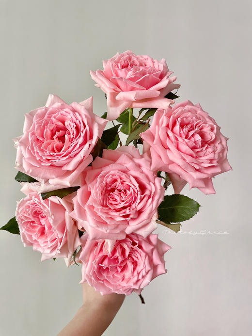 肯尼亚进口玫瑰花Princess hitomi仁美公主12支 商品图0