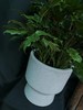 斑点白盆-小天使 商品缩略图0