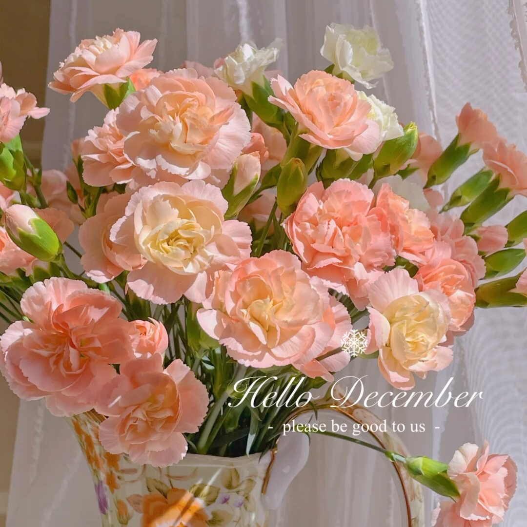 【AB级莫言多头康乃馨.第二件减10元】10支/份 长约50-55cm