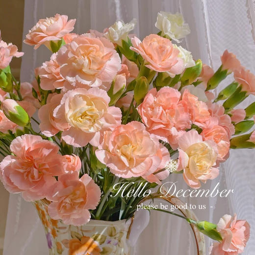 【AB级莫言多头康乃馨.第二件减10元】10支/份 长约50-55cm 商品图0