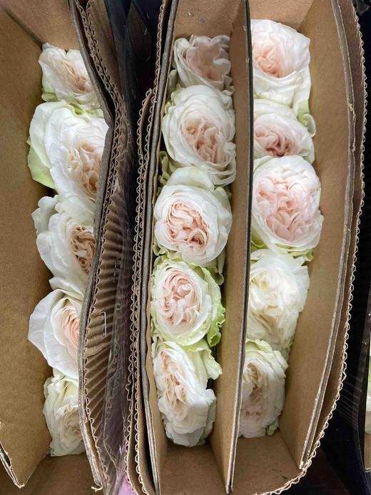 【昆明玫瑰】白荔枝，20支/扎，A级 商品图10