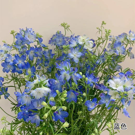 严选精品小飞燕 8-10支 商品图2